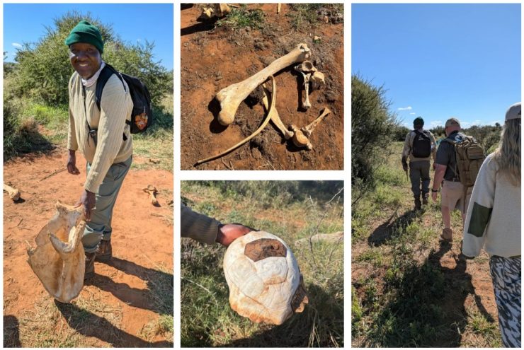 Mosetlha-returns-to-its-walking-safaris-roots-ubvRLc.jpg